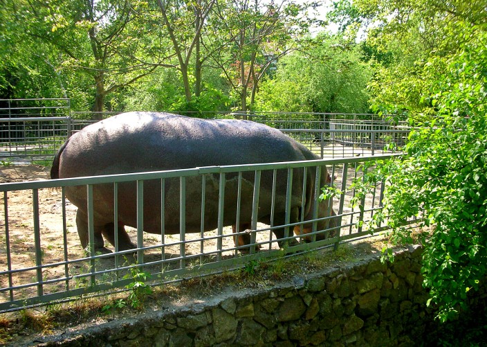 Hippopotamus from the Buh River